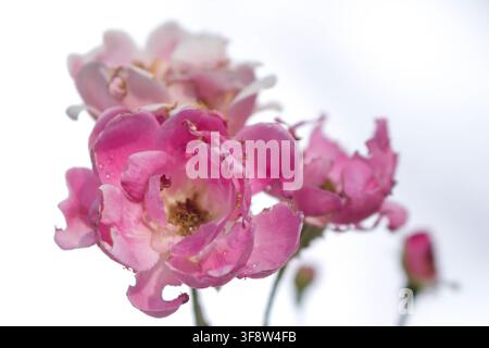 Rosa chinensis, allgemein bekannt als Chinesische Rose, ist eine Art der Gattung Rosa, die in der südwestlichen Provinz Guizhou, Hubei und Sic heimisch ist Stockfoto