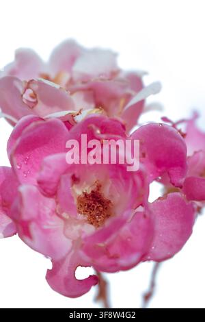Rosa chinensis, allgemein bekannt als Chinesische Rose, ist eine Art der Gattung Rosa, die in der südwestlichen Provinz Guizhou, Hubei und Sic heimisch ist Stockfoto