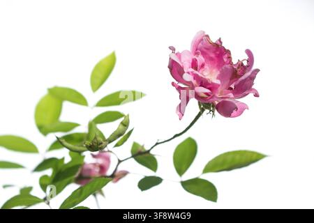 Rosa chinensis, allgemein bekannt als Chinesische Rose, ist eine Art der Gattung Rosa, die in der südwestlichen Provinz Guizhou, Hubei und Sic heimisch ist Stockfoto