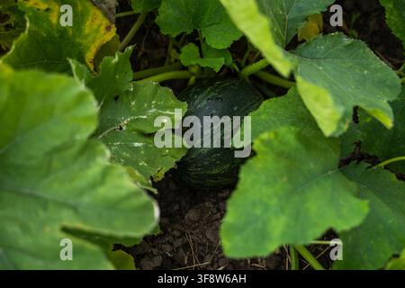 Entwickelnde junge dunkelgrüne Kürbis-Squash-Pflanze, die in fruchtbarem Gartenerde wächst, umgeben von großen lebendigen grünen Blättern, die Bio-Qualität zeigt Stockfoto