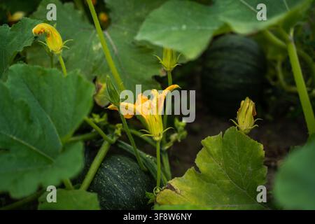 Wachsende Kürbisranke zeigt eine leuchtend gelbe Blüte und ungeöffnete Knospen zwischen großen grünen Blättern, mit jungen, dunkelgrünen Kürbissen, die sich im Stockfoto