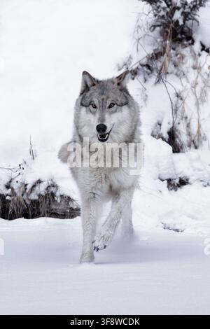 Der Wolf ist am besten auf die kooperative Jagd auf Beute spezialisiert, wie seine körperlichen Anpassungen zur Bewältigung großer Beute zeigen. Stockfoto