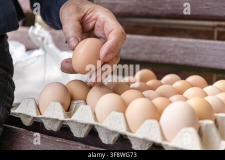 Eine reife Hand wählt ein rohes braunes Ei aus einem Tablett aus, um die sorgfältige Auswahl von Bio-Landwirtschaftsprodukten, gesunder Ernährung und handwerklicher Kochkunst zu veranschaulichen Stockfoto