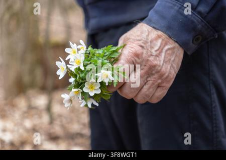 Faltige Hand, die einen Strauß wilder Frühlingsblumen in einer natürlichen Waldumgebung hält, symbolisiert Wertschätzung für die Umwelt, sanfte menschliche Fürsorge, Stockfoto