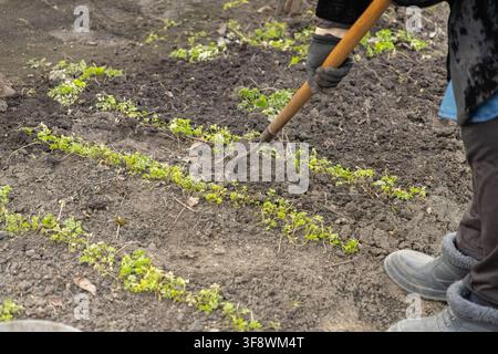 Eine Person pflegt ein Gartenbeet, indem sie sorgfältig zwischen kleinen grünen Kräutern mit einem stabilen Werkzeug Unkraut jätet, was achtsame landwirtschaftliche Arbeit, Heim vertritt Stockfoto