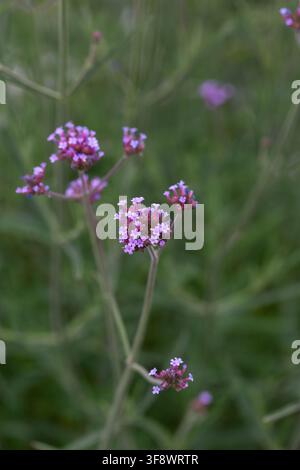 Nahaufnahme der Pflanze Purpur-Sommerflieder, Verbena bonariensis Stockfoto