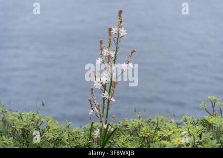 Weiße Meereszwie-Wildblume im ländlichen Park Anaga, Teneriffa Stockfoto