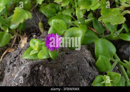 Lila Gänseblümchen-Wildblumen im Anaga-Landwirtschaftspark, Teneriffa, Kanarische Inseln Stockfoto