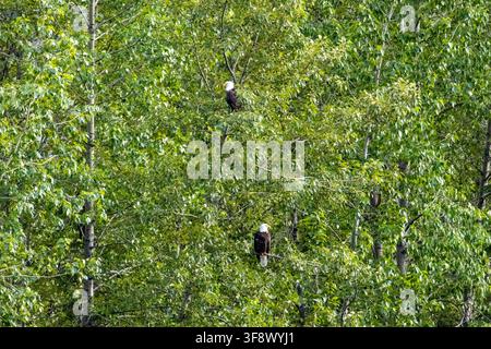 Steinkörnerfalken Haliaeetus leucocephalus, die in einem grünen Pappelbaum Populus trichocarpa im Tageslicht an der Russian River Kenai Peninsula Alaska USA sitzen Stockfoto
