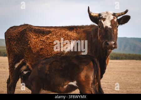 Kalb, das Milch von seiner Mutter, einer Simmentaler-Kuh, auf der Olkhon-Insel in Burjatien, Sibirien, saugt Stockfoto