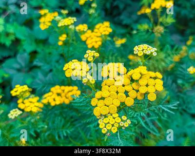 Gemeine Kamille (Tanacetum vulgare) Pflanze mit Büscheln von hellgelben, knopfförmigen Blüten und fiedrigen grünen Blättern in verschiedenen Blühstadien, Sommer Stockfoto