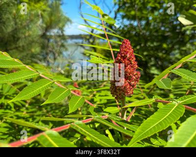 Reife tiefrote Staghorn-Sumach-Fruchtbüschel (Rhus typhina) im hellen Sonnenlicht mit einem See, der durch die zusammengesetzten grünen Blätter sichtbar ist, Minnesota. Stockfoto