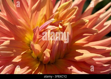 Eine detaillierte Makroaufnahme eines blühenden Pfirsich-Orangen-Kaktus-Dahlienblütenkopfs unter hellem Sommersonnenlicht. Diese hochwertige botanische Nahaufnahme fängt das Stockfoto
