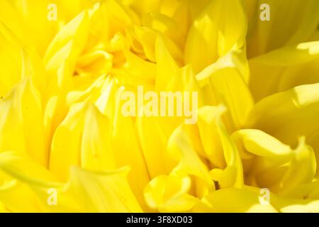 Eine lebendige Makroaufnahme von hellgelben Dahlienblüten, die unter intensiver Sommersonne erblühen. Dieser hochwertige botanische Hintergrund fängt die Textur ein Stockfoto