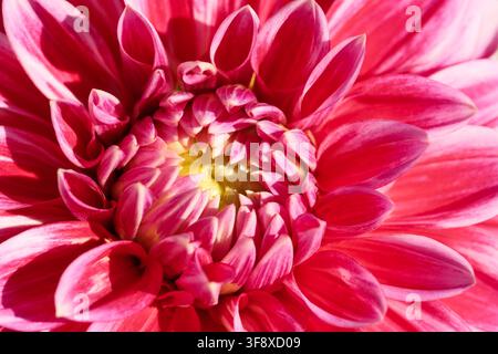Eine detaillierte Makroaufnahme eines blühenden magentapinkfarbenen Dahlienkopfes, aufgenommen in einer symmetrischen Frontansicht. Diese hochwertige botanische Nahaufnahme zeigt Stockfoto