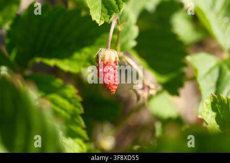 Makroaufnahme einer einzelnen länglichen reifen roten Wilden Erdbeere, Fragaria vesca, die an einem Stiel an einem grünen Busch hängt. Diese hochwertige Naturaufnahme repräsentiert Stockfoto
