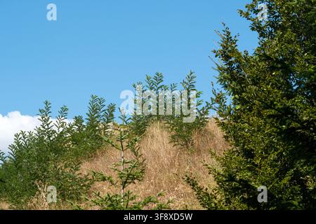 Eine malerische Landschaftsansicht von jungen grünen Bäumen und Setzlingen, die auf einem trockenen, sonnenverbrannten Grashügel wachsen. Dieser helle Sommernaturaufnahmene fängt das Meer ein Stockfoto