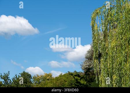 Eine schöne Trauerweide, Salix babylonica, mit langen hängenden grünen Zweigen vor einem lebendigen blauen Himmel, der mit weißen Kumuluswolken gefüllt ist. Dies Stockfoto