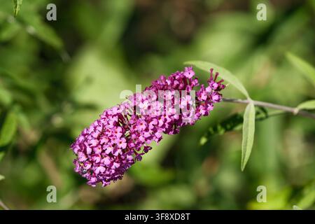 Makroaufnahme eines hellviolett blühenden Zweigs eines Hartriegels, Vitex agnus-castus, in einem sonnigen Sommergarten. Diese hochwertige Nahaufnahme fängt Stockfoto
