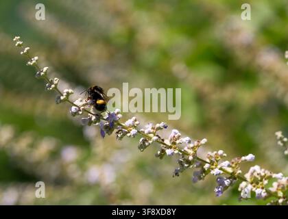 Eine flauschige Hummel ruht auf einem einzelnen diagonal blühenden Zweig eines Weißdorns, Vitex agnus-castus, in einem sonnigen Sommergarten. Diese hochwertige Makroaufnahme Stockfoto
