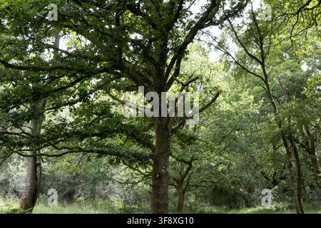 Reifer Eichenbaum mit ausladenden Ästen im Savernake Forest, Wiltshire, England Stockfoto