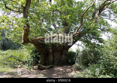 Kathedraleneiche, uralter EichenVeteran im Savernake Forest, Wiltshire, England Stockfoto
