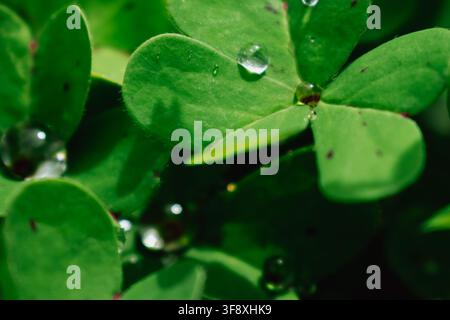 Wassertautropfen, die auf grünen Kleeblättern ruhen, Makro-Nahaufnahme detaillierte Naturökologie botanische Fotografie Stockfoto. Stockfoto