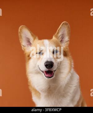 Fröhlicher Pembroke Welsh Corgi lächelt mit geschlossenen Augen vor warmem Orange. Ausdrucksstarkes Studio-Porträt vermittelt Freude, Entspannung, Humor und fröhliches Haustier Stockfoto
