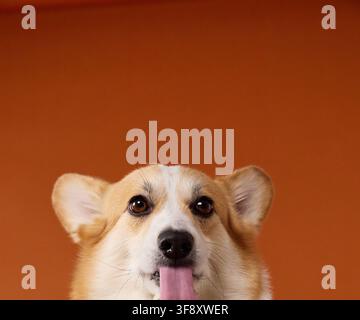 Verspielter Pembroke Welsh Corgi lugt von unten mit herausgestreckter Zunge gegen Orange hervor. Lustige Studio-Komposition betont große Ohren, helle Augen und Fröhlichkeit Stockfoto