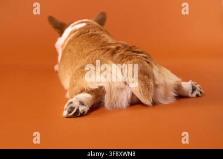 Pembroke Welsh Corgi liegt mit dem Gesicht abgewandt auf einem leuchtend orangefarbenen Studioboden. Humorvolle Rückansicht betont den kompakten Körper, die kurzen Beine und das flauschige Fell der Rasse Stockfoto