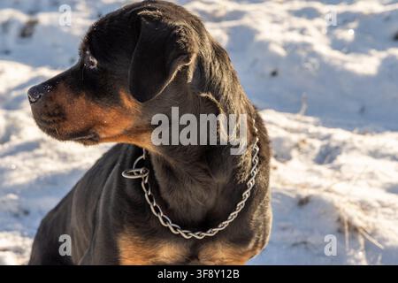 Ein schwarzbrauner Hund mit einem Kettenhalsband wird im Profil vor einem verschneiten, sonnenbeschienenen Hintergrund eingefangen Stockfoto