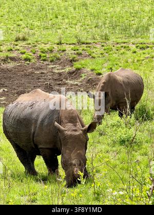 Zwei Nashörner, die in einem üppigen grünen Feld in Hluhluwe, Südafrika, grasen. Stockfoto