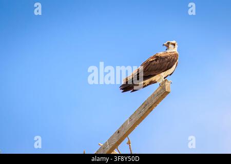 Ein Fischadler (Pandion haliaetus) in einem Park in Sandpoint, Idaho Stockfoto