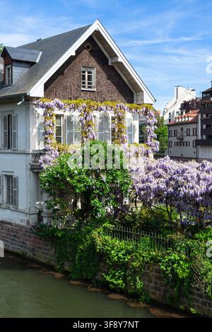Traditionelles Haus, das mit lila Wisteria-Blüten bedeckt ist, wie es von den Ponts Couverts in Petite France, einem historischen Viertel der Stadt Straßburg, aus zu sehen ist Stockfoto