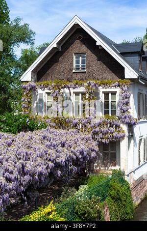 Traditionelles Haus, das mit lila Wisteria-Blüten bedeckt ist, wie es von den Ponts Couverts in Petite France, einem historischen Viertel der Stadt Straßburg, aus zu sehen ist Stockfoto