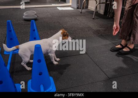 Ein Jack Russell Terrier springt während einer Agilitätsstunde über Hindernisse. Stockfoto