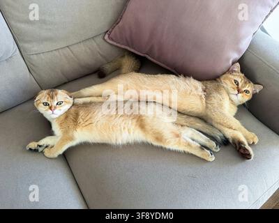Liebevolle Bindung zwischen einer erwachsenen Scottish-Fold-Katze und einem jungen Gold-Chinchilla-Kätzchen im Haus Stockfoto