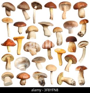 Verschiedene essbare Pilze isoliert auf Weiß, gesetzt Stockfoto