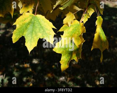 Norwegische Ahorn (Acer platanoides) Blätter, die Ende Oktober von Grün zu Gelb wechseln und den Herbstfarbtransitions in Colorado, USA, zeigen. Stockfoto