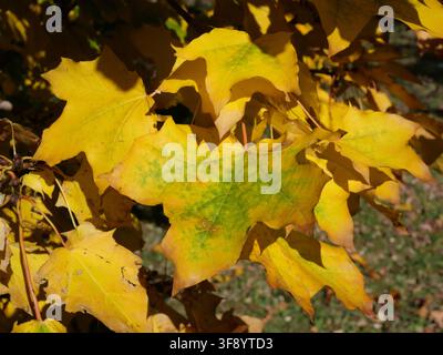 Goldgelbe Blätter der Norway Maple (Acer platanoides) zeigen späte Herbstfarben und natürliche Blatttextur in Colorado, USA. Stockfoto