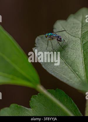 Langbeinige Fliege auf Blatt Stockfoto