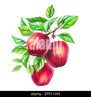 Äpfel mit Blättern und Ästen isoliert auf Weiß. Handgemaltes Aquarell Obst und botanische Elemente für Lebensmittelverpackungen, Textilien, Stoff, Menü, BH Stockfoto