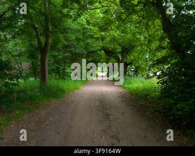 Baumgesäumte Waldstraße im Sommer nahe Bad Doberan, Mecklenburg-Vorpommern Stockfoto