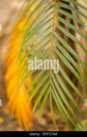 Eine detaillierte Nahaufnahme eines lebendigen grünen Palmwedels mit einem weich ausgeblendeten goldgelben Hintergrund. Stockfoto
