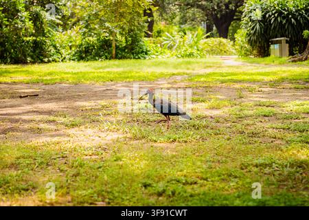 Eine Seitenansicht eines glänzenden Ibisvogels, der auf einem grasbewachsenen Rasen in einer hellen Parkumgebung nach Nahrung sucht. Stockfoto