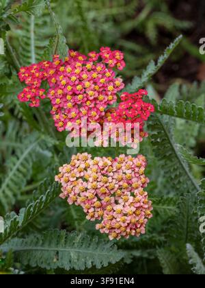 Rosa Schafgarbenblütenbüschel blühen in einem Garten mit kleinen dicht gedrängten Blüten und grünem Laub. Stockfoto