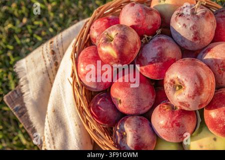 Frische rote Äpfel mit Blättern, arrangiert in einem Weidenkorb im Freien Stockfoto