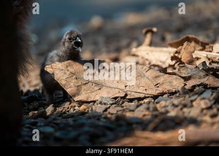 Ein winziges schwarzes Küken lugt hinter einem großen trockenen Blatt auf einem felsigen Boden hervor, sein Schnabel ist offen, als würde es rufen. Stockfoto