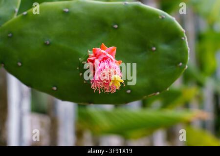 Kaktusfeige mit hellrosa Blüte, die blüht. Stockfoto