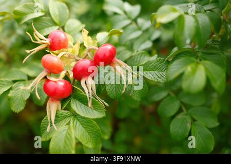 Rote reife Hagebutten an einem wilden Rugosa-Busch. Nachhaltiges organisches Kräutermedizin-Sammel-Lebensstilkonzept. Lebendige Herbstgartennaturkulisse mit Stockfoto